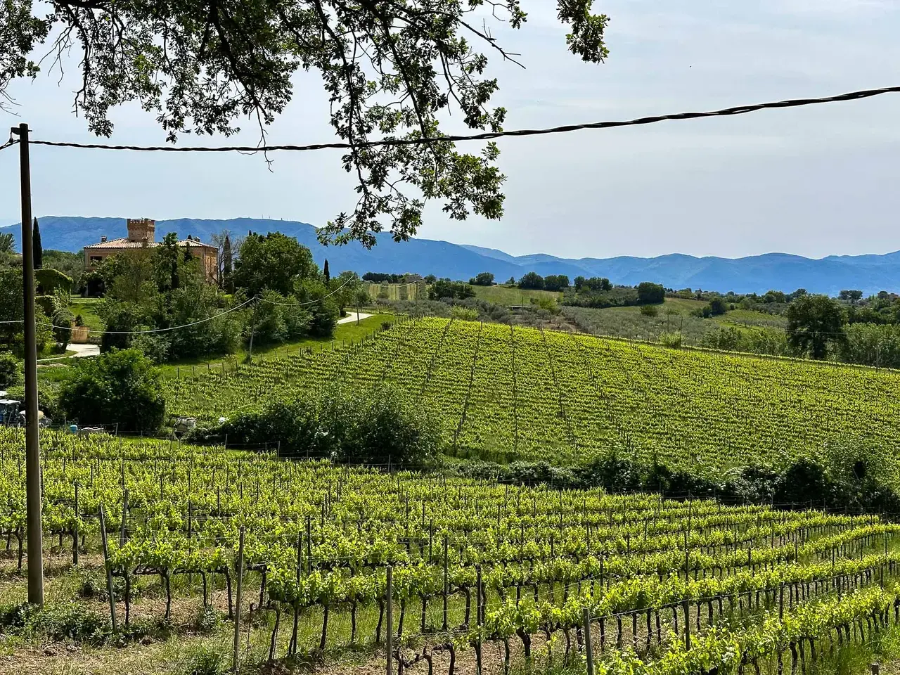 Rows of vineyards across rolling hills