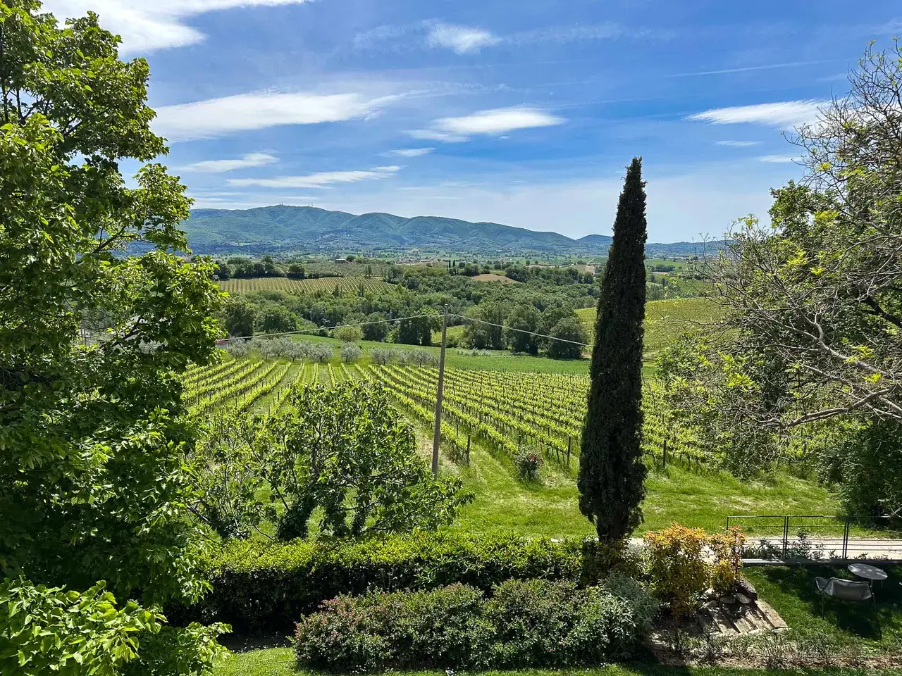 A Tuscan hillside with cypress trees and vineyards