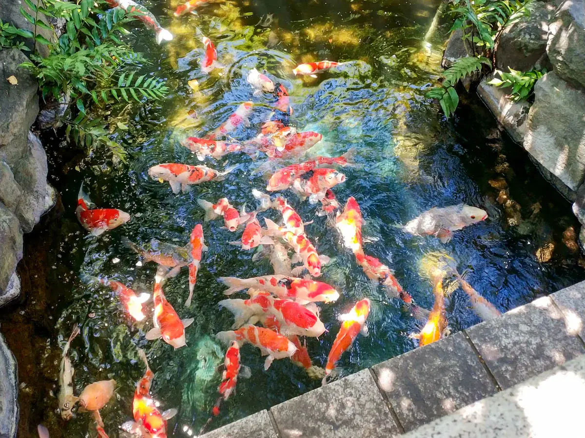 Photograph of Sensō-ji Pond in Japan