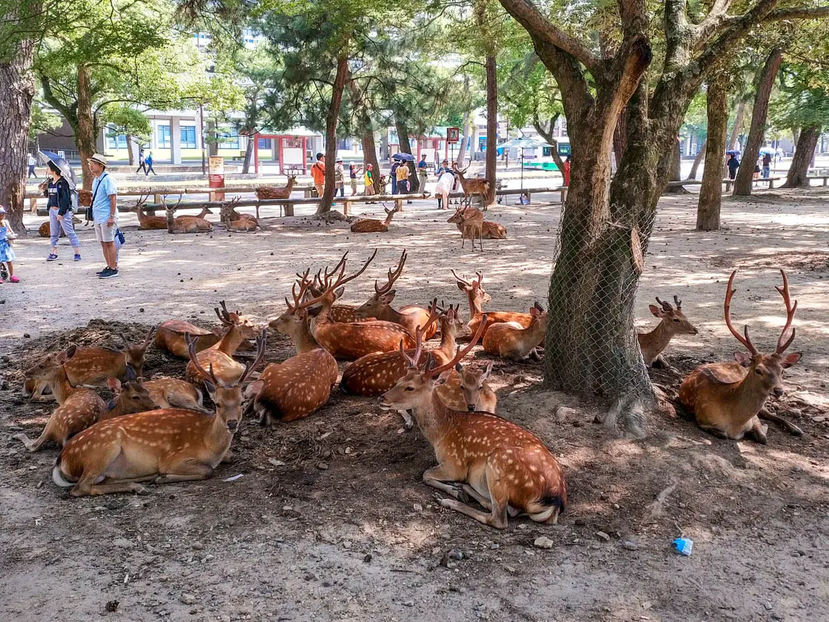 Photograph of Noborioii Park in Japan