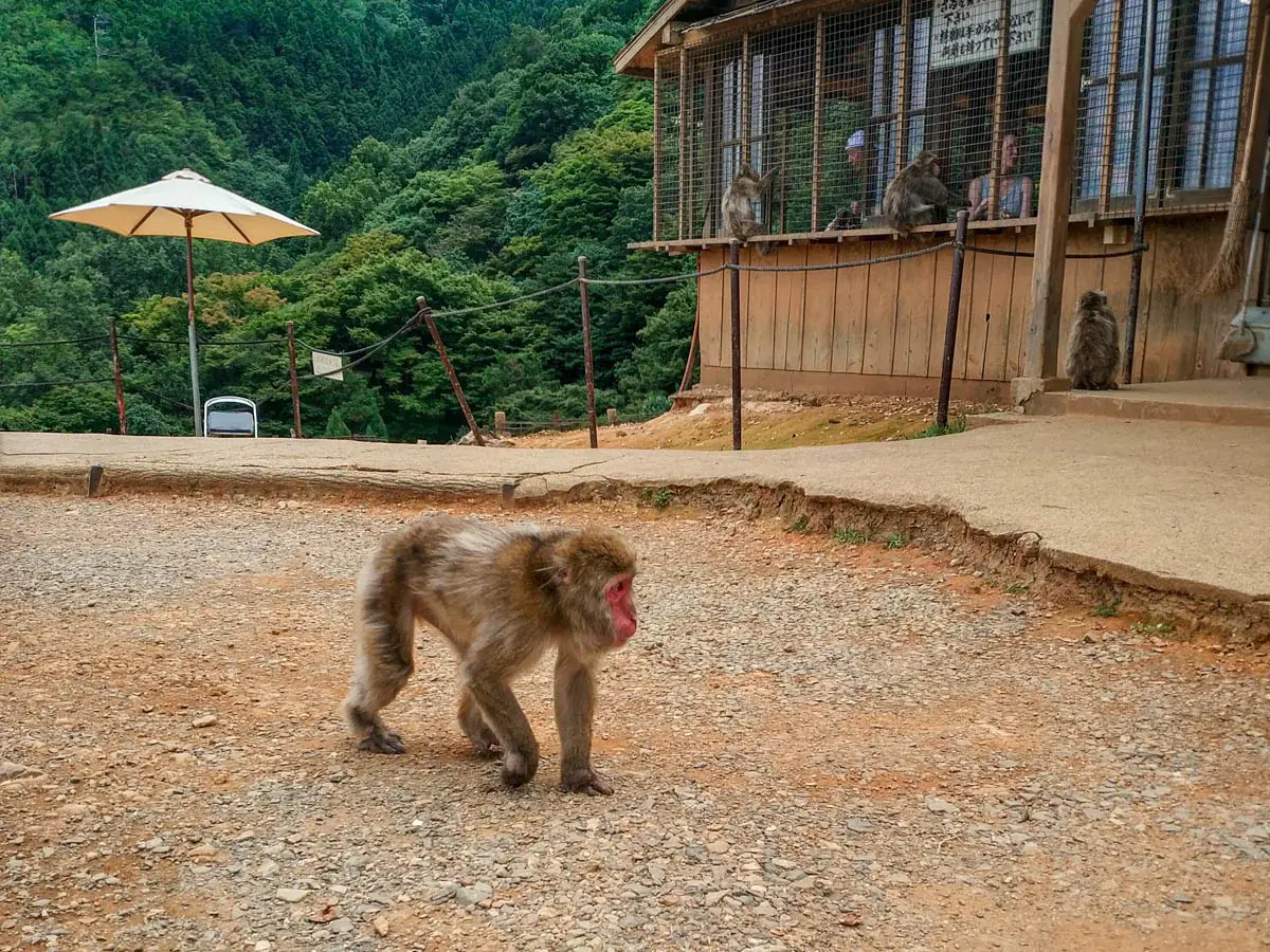 Photograph of a macaque at Monkey Park Iwatayama in Japan