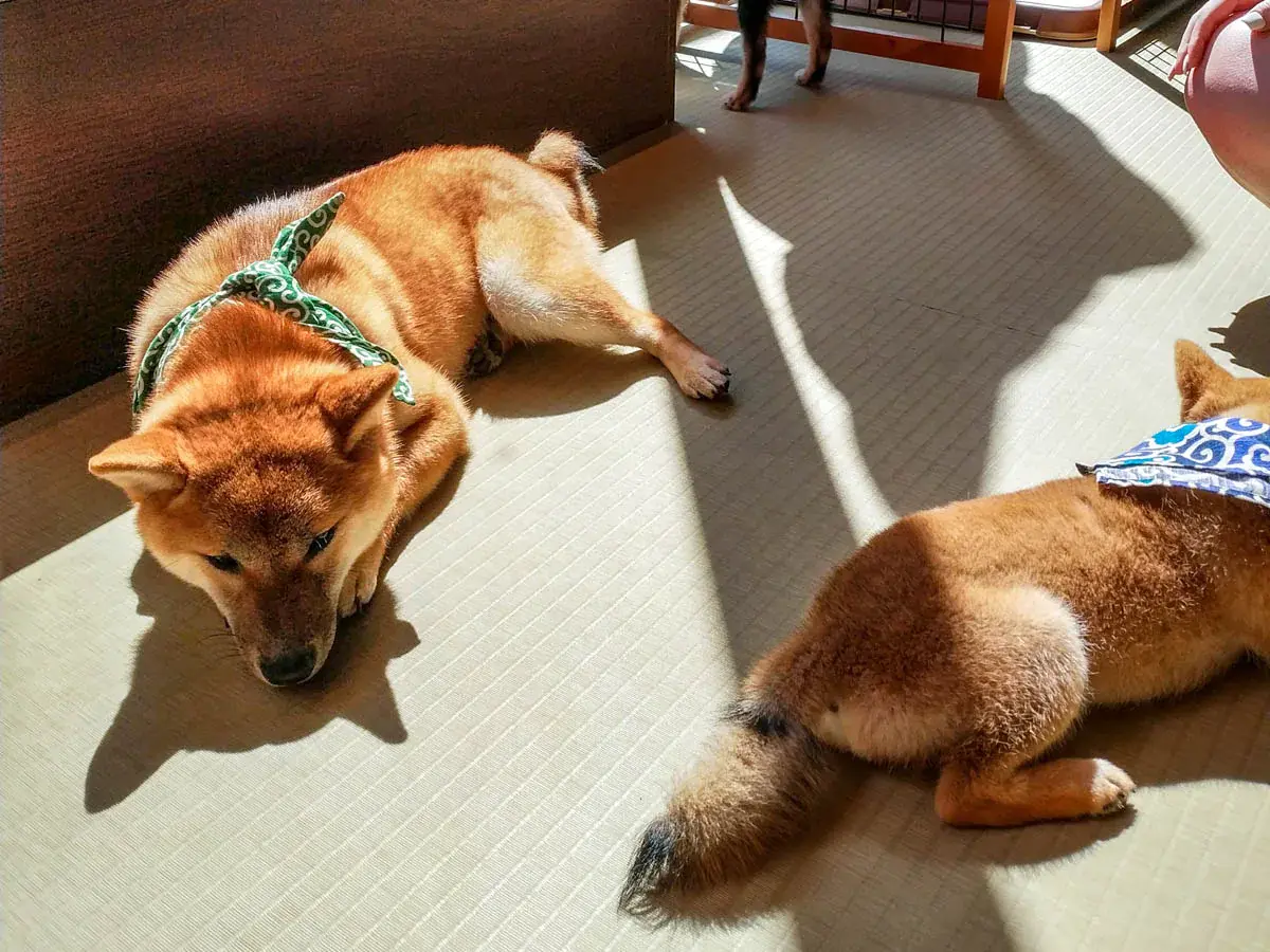 Photograph of Shiba Inu in Japan