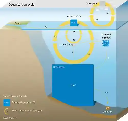 Oceanic Carbon Cycle