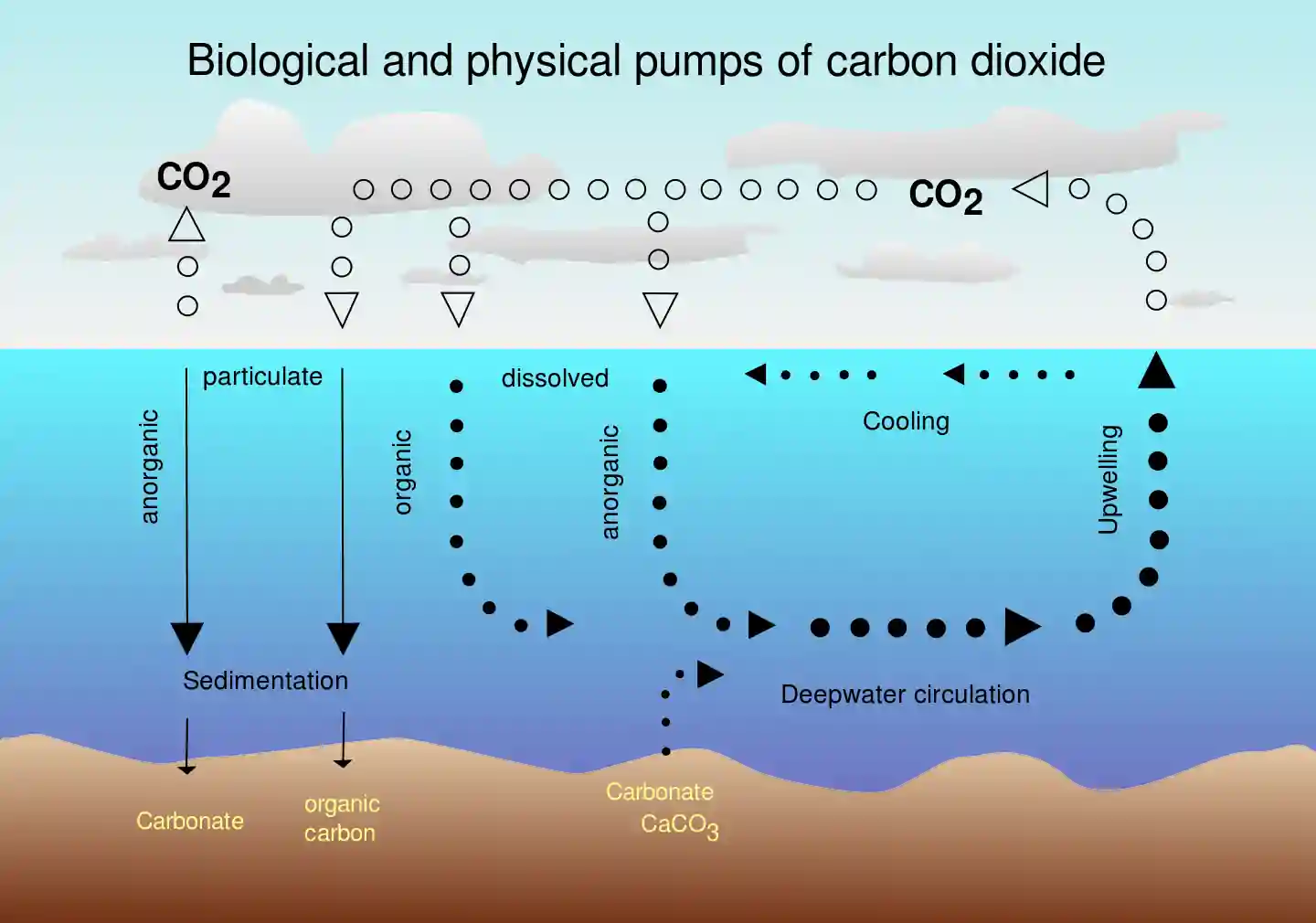 Oceanic CO2 Flux
