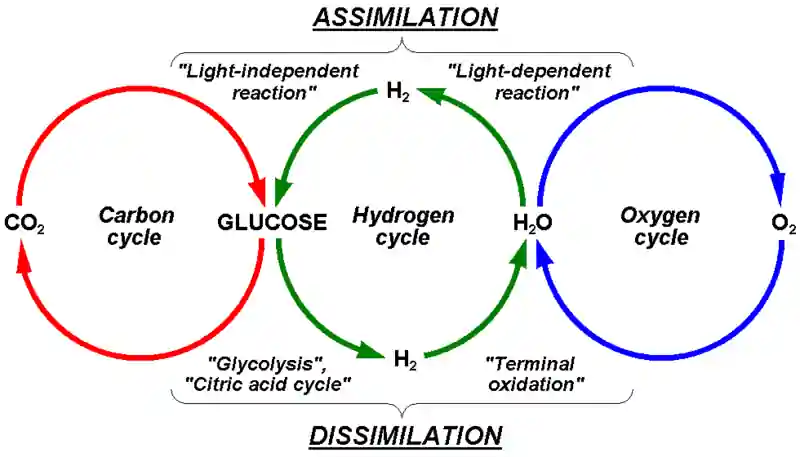 Carbon, Hydrogen and Oxygen Cycle